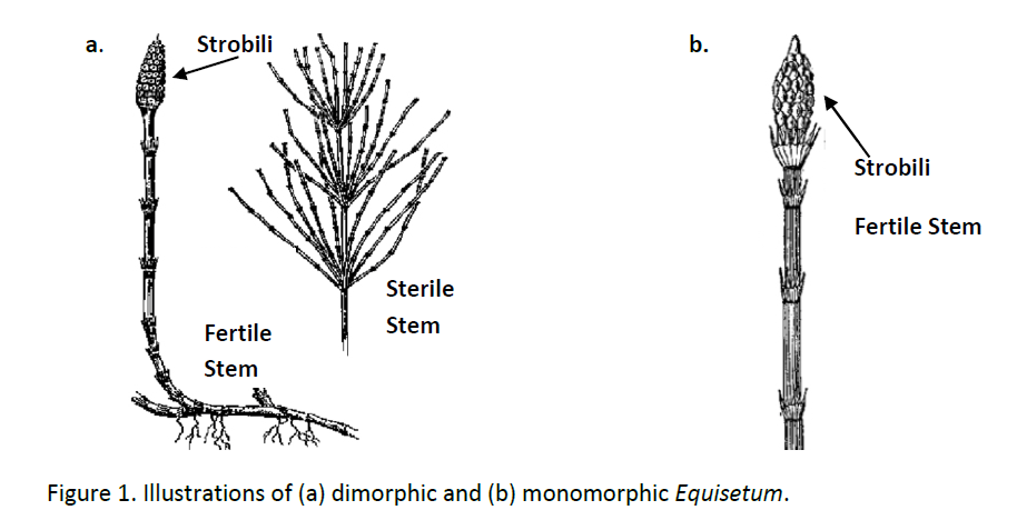 Fig1