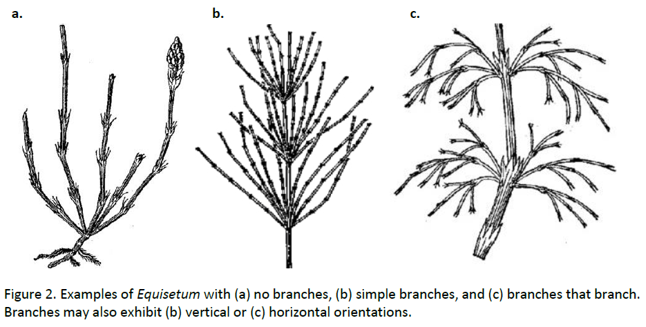 Fig2