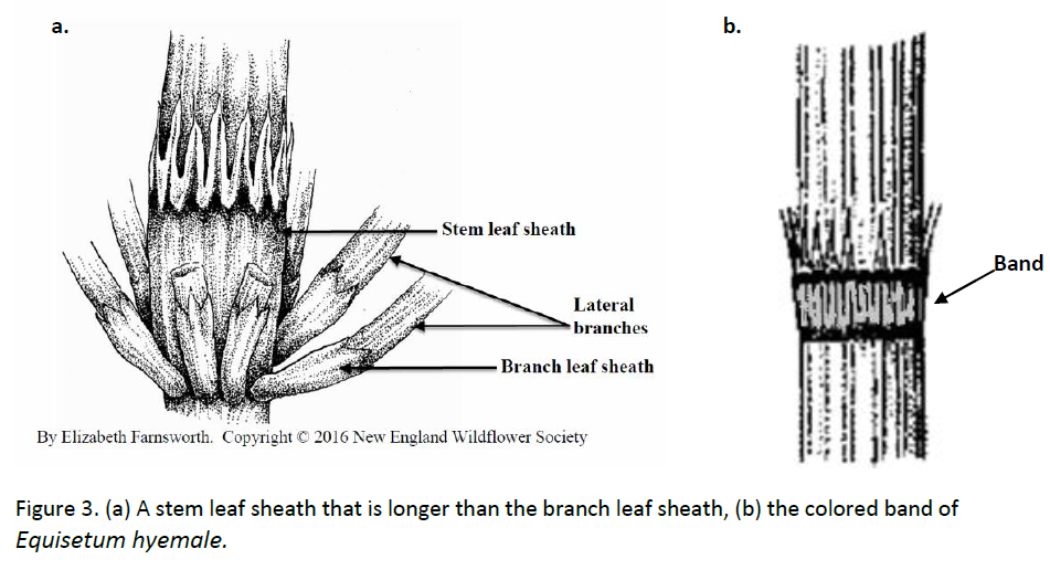 Fig3