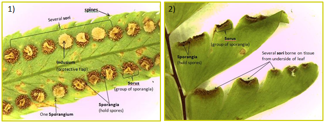 Fig 6