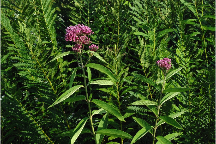 Plant - ASIN