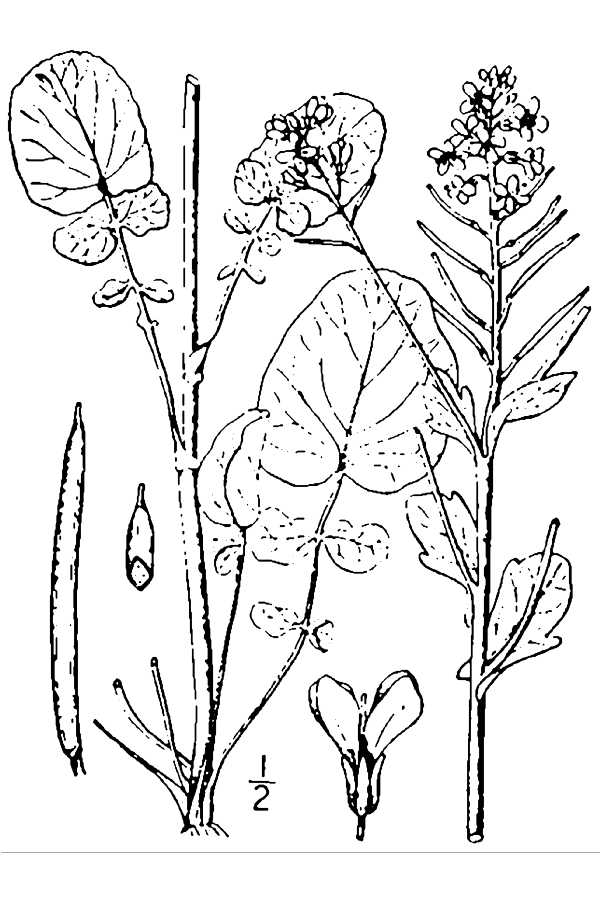 Plant - BAVU