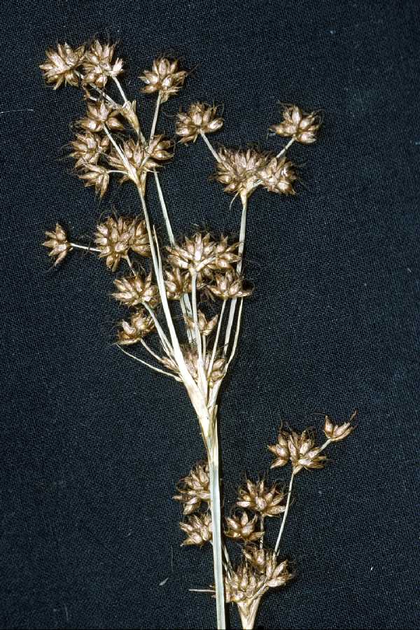 First Clma Plant - CLMA