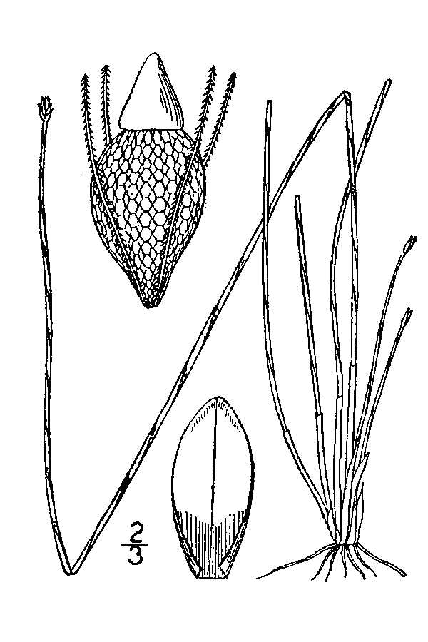 Plant - ELTU