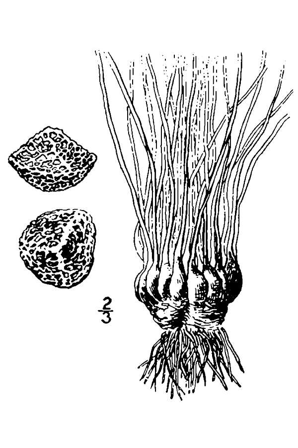 Plant isdo