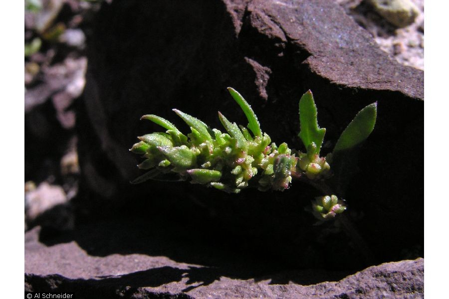 Plant - MONU
