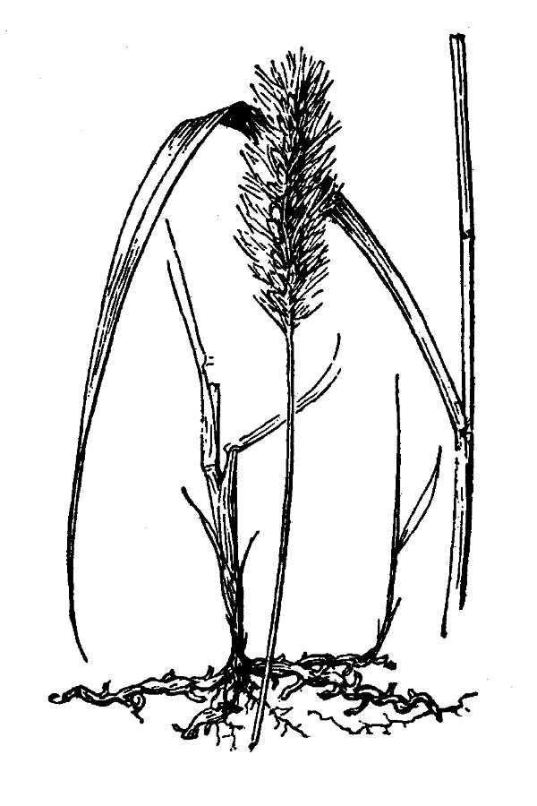 Plant sepa10