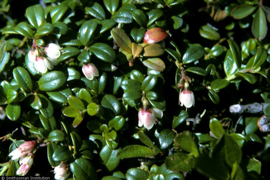 Plant - VAVI